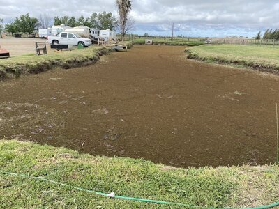 Pond with brown water prior to chemical treatment
