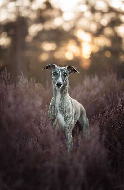 hondenfotograaf veenendaal, veluwe, nijmegen