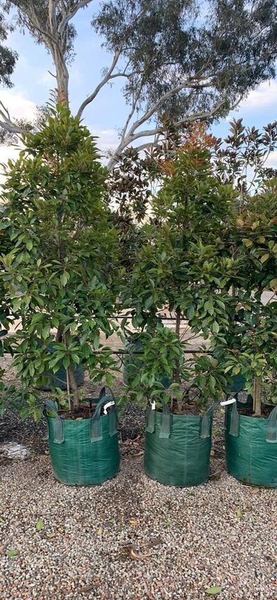 NATIVE QUANDONG Elaeocarpus Eumundi