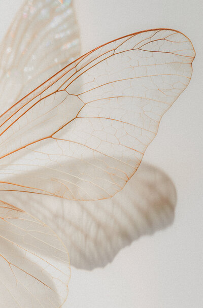 Close-up of a translucent white butterfly wing with brown veins and markings, set against a plain light background—an inspiring image for Sweet Pea Ink Creative’s brand design and web design projects.