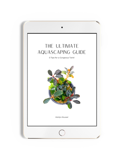 Example of the cover to a free guide offered displayed on the screen of an ipad