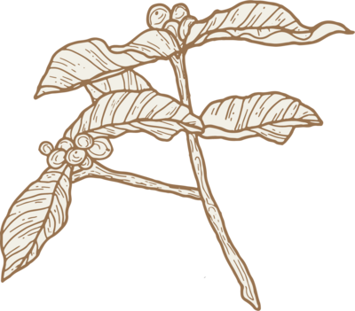 Line drawing of a plant branch with elongated leaves and clusters of small round berries, illustrated in a simple, sketch-like brown style. Perfect for use in a white label branding course or other creative projects on a transparent background.
