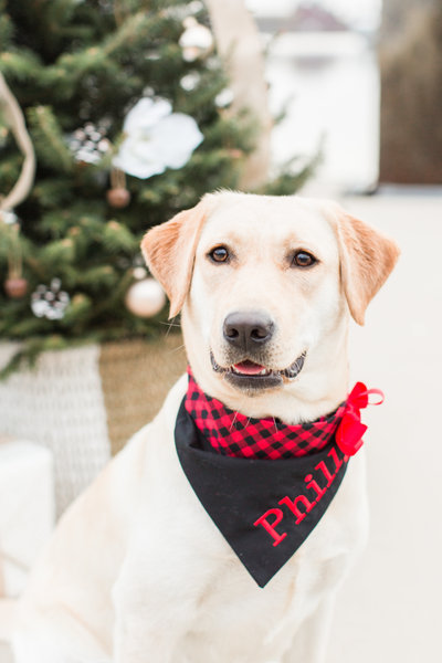 Yellow Labrador wearing a black and red plaid scarf