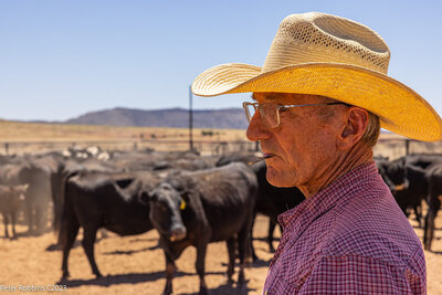Ranch hand working with cattle