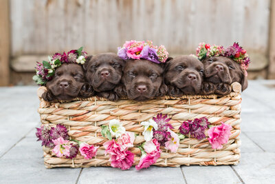 Chocolate Lab Puppies Sleeping in a basket