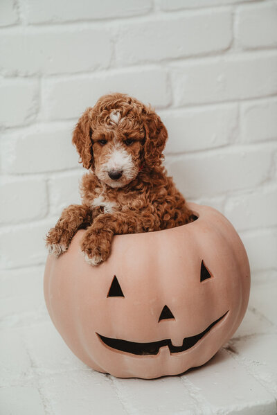 Red Collar Female Peterson Poodles Red Standard Poodle PuppiesDSC046707