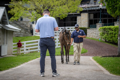 A man inspects a horse at a Thoroughbred sale.