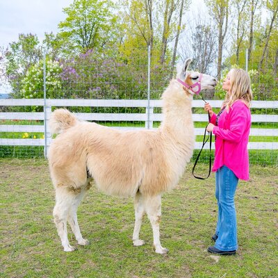 Alpaca and Llama Experience located in the Blue Mountains