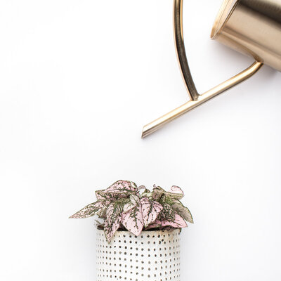 watering can Social-Squares_Styled-Stock-Photos-for-Social-Media_0143-3