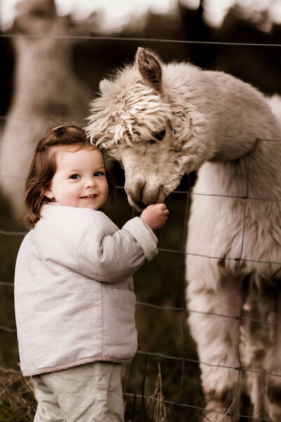 sheffield-family-photography-alpaca