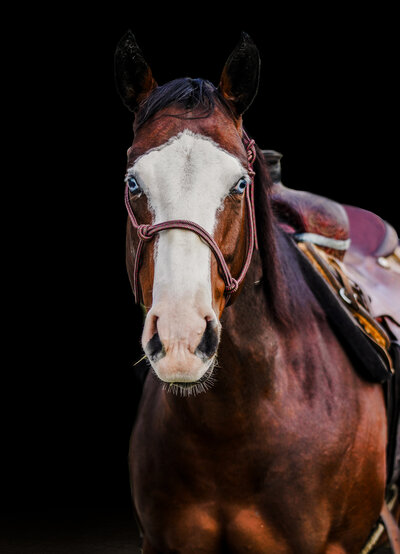 Bay horse with blue eyes and a white blaze with a black background