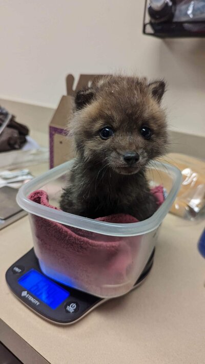 Fox Baby
