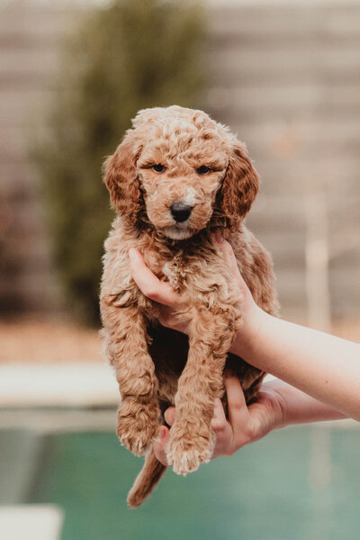 AKC Poodle Puppy-1