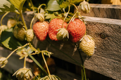 fotograafre moestuin moestuinshoot aardbeien fotograaf limburg echt susteren roermond sittard 
