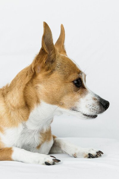 San Francisco pet photography