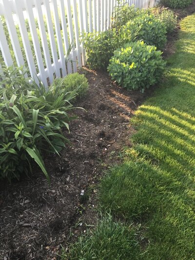 Garden bed with sparse greenery and exposed soil along a white picket fence, with shadows from nearby plants cast on the ground.