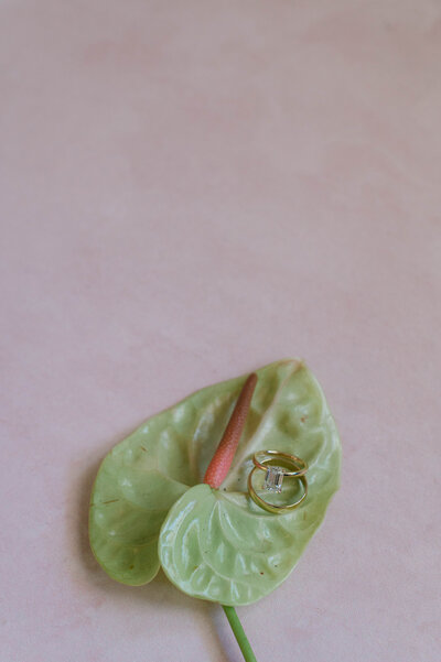 calla-1614