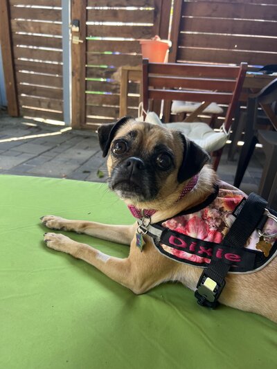 Dixie (4)