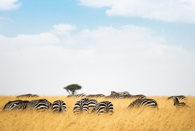 zebra field africa safari
