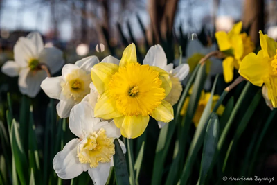 yellow daffodiles