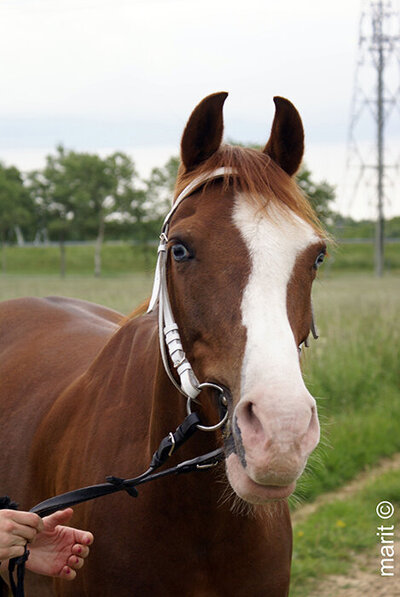 Eerste fotoshoot pony