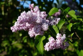 Montaigne syringa vulgaris pink magenta heirloom lilac at North Country Lilacs nursery in Canton, New York