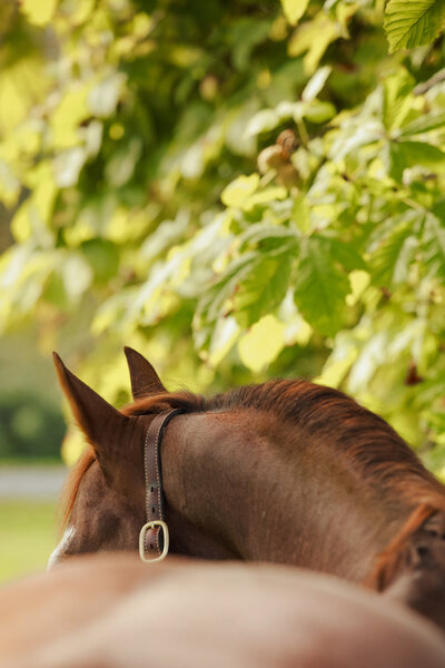 Brown horse looking out onto a field with rolling BC mountain range in the background