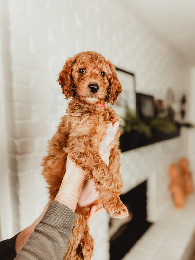 Red Apricot Moyen Poodle-2