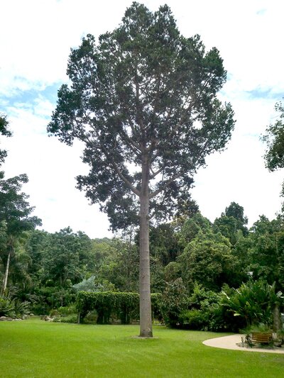 QUEENSLAND KAURI PINE Agathis robusta