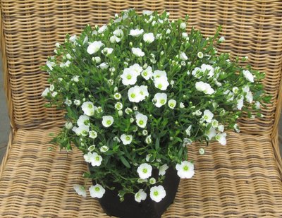 Bergsandkraut_Arenaria