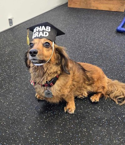 Dog feeling better after laser treatment canine rehab