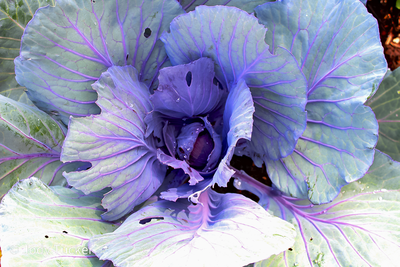 red cabbage