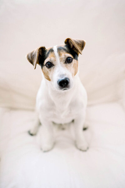 Fotka pejska rasy jack Russel