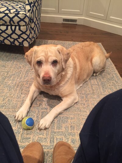 yellow lab with pink nose laying on ground in front of someone with tennis ball between legs