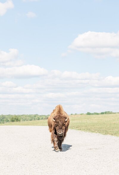 Bison walking outdoors by green grass and under a light blue sky.