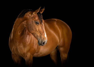 Black background studio portrait of a bay horse with head turned