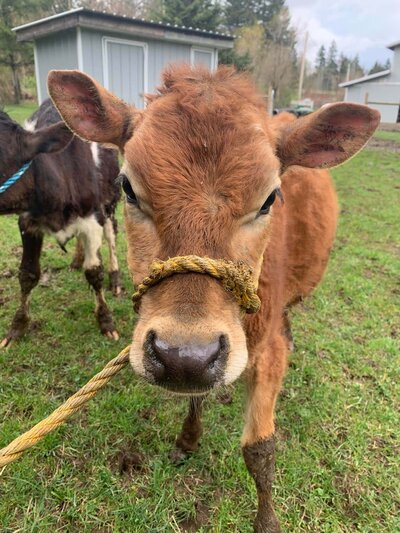 Grass-fed calf from Lost Shoe Ranch, standing on green pasture with a barn in the background.