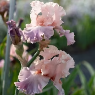 Bearded Iris are unforgettable additions to our statement floral arrangements for Carmel weddings.