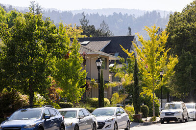 Fields of garlic in Gilroy