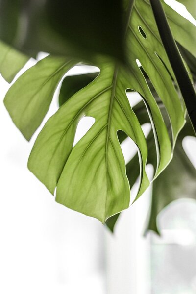 Jade_seed_wellness_herbs_6