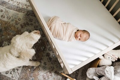 A swaddled baby lies in a crib while a watchful dog sits nearby on a patterned rug, perfectly capturing the essence of newborn lifestyle photography.