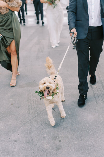 dog wearing floral collar walks with groom on wedding day at the Nelson-Atkins Museum