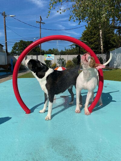 To dogs playing in water park under a red arch in doggie daycare facility