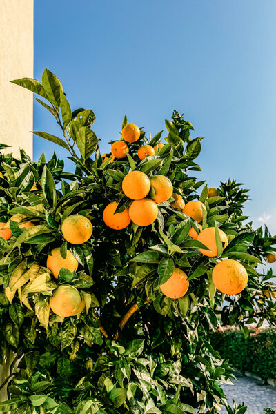 Detail shot of fresh oranges in Italy