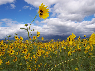 EverettRanch003SalidaColoradoWeddingsRusticOutdoorBarnSunflowerBlueSky