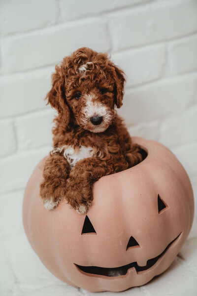 Black Collar Male Peterson Poodles Red Standard Poodle PuppiesDSC046636