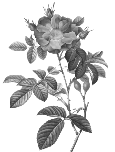 rose stem with leaves
