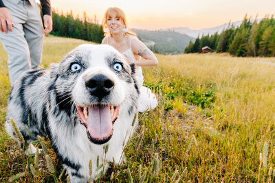 Blue Merle Aussie dog, bride, and groom at Big Sky Resort, Montana