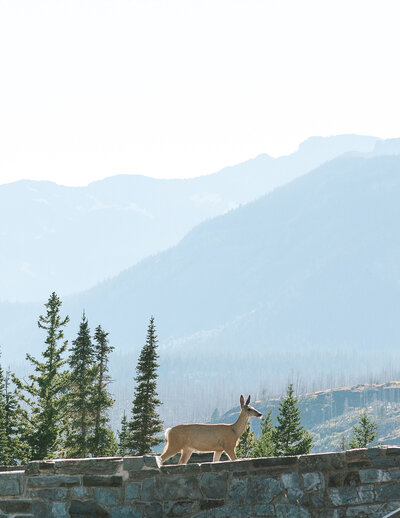 nature-focused-elopement-photographer-in-glacier