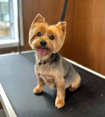 Small dog groom in Birkenhead